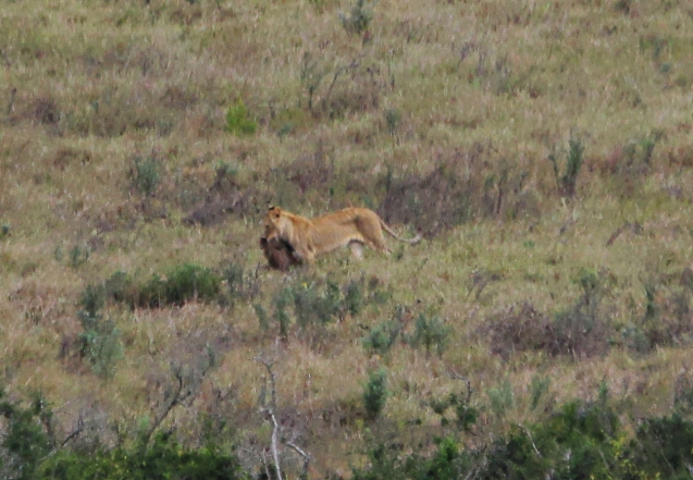Juvenile lion proudly displaying the wart hog he hunted all by himself.