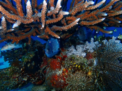 damsel fish in coral