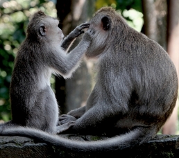 Sacred monkey forest, Ubud, Bali, Indonesia