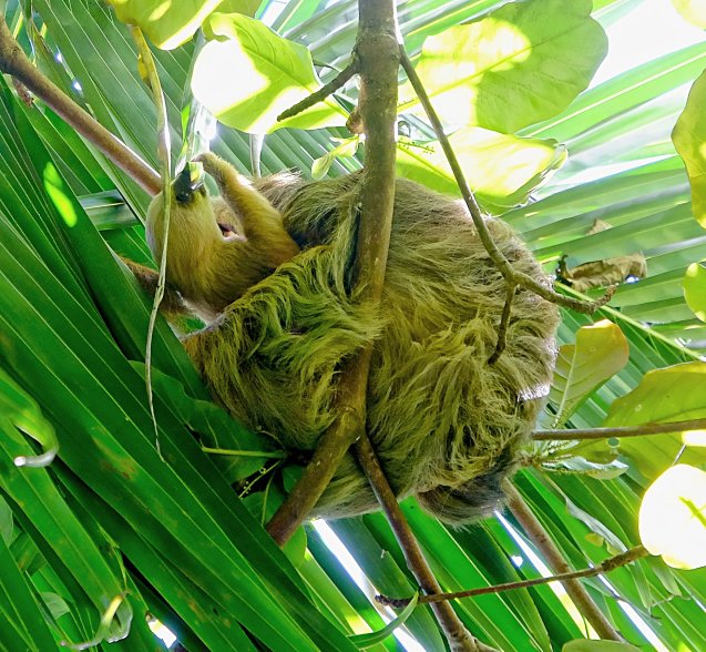 Sloth and baby in Cahuita National park